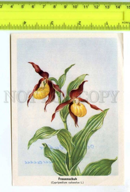 420843 GERMANY flowers orchid Vintage Tobacco Card w/ ADVERTISING