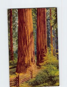Postcard Redwoods Huge Sequoia Tree Close to California & Oregon Shoreline USA