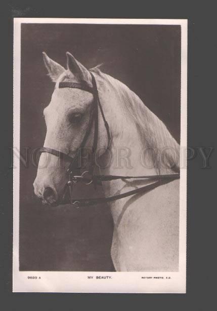 094996 Head of White HORSE in Bridle Vintage PHOTO ROTARY 9689