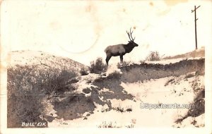 Bull Elk on Foothills - Pocatello, Idaho ID