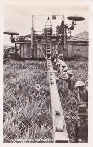 Hawaii Harvesting Pineapples Real Photo