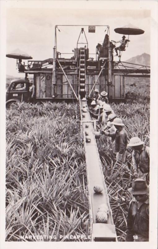 Hawaii Harvesting Pineapples Real Photo