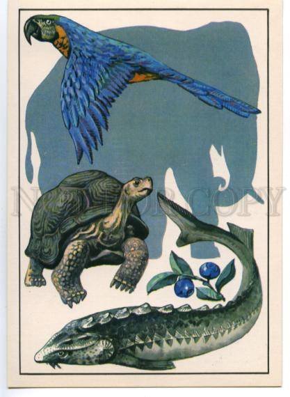 152575 Elephant Macaw Ara beluga Turtle old Russian PC