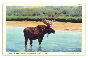 A Bull Moose Yellowstone National Park Wyoming Postcard