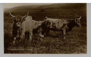 Highland Cattle, Inveraray   RPPC