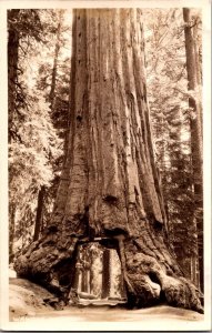 RPPC Wawona Tunnel Tree, Now Fallen, Yosemite CA Vintage Postcard L80