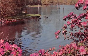 Swan Lake Gardens Sumter, South Carolina  