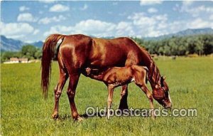 Horse Dinnertime Unused 