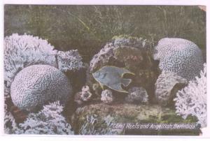 Coral Reefs Angel Fish Bermuda 1910c postcard