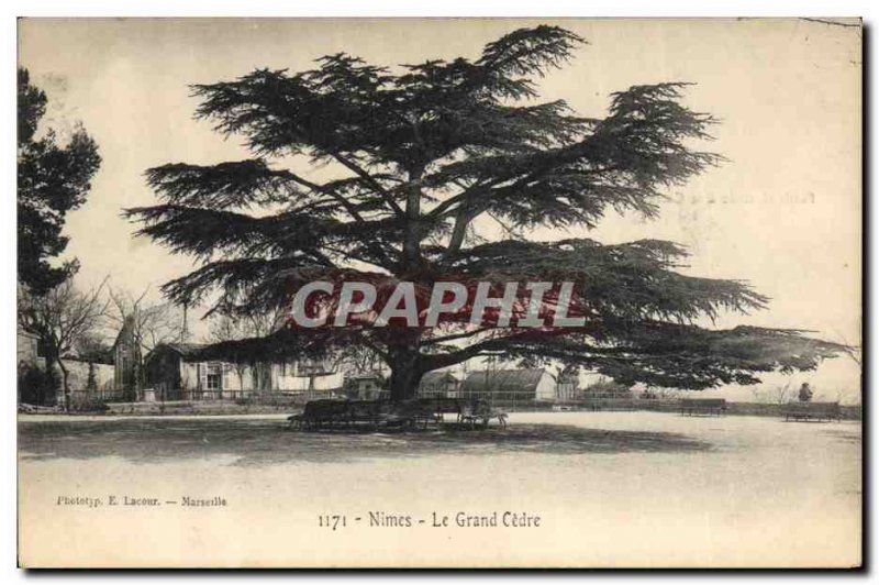 Old Postcard Tree Nimes The large cedar