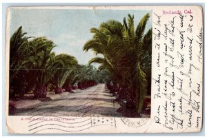 1908 View Of A Palm Drive In California Redlands CA Vintage Posted Postcard