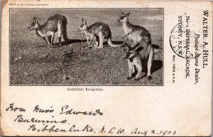 Australia Australian Kangaroos Vintage Postcard C028