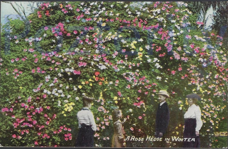 A ROSE HEDGE IN WINTER SOUTHERN CALIFORNIA