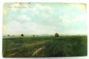 Vintage Postcard 1907 Lynn Marshes Lynn Mass Field Scene MA Massachusetts