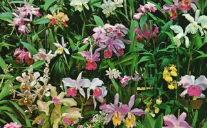 Vintage Postcard Orchid Display Weeki Wachee Orchid Jungle Gardens Florida FL