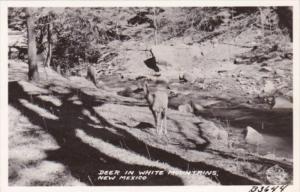 New Mexico Deer In White Mountains Real Photo