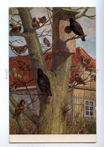 178118 GERMANY Bird hunting blackbirds and house sparrow #142