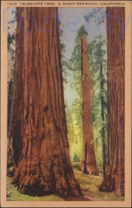THE TELESCOPE TREE  ON THE REDWOOD HIGHWAY  CALIFORNIA