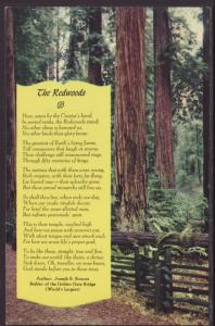 The Redwoods Postcard