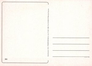 Animals Postcard - Cyprus Cat, Cute Kitten   RR22694