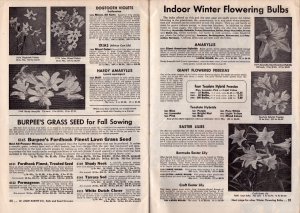 1953 Burpee Bulbs Fall Catalog  Plants Flowers  9 x 7