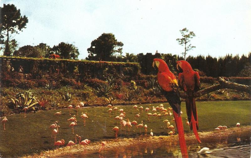 Two Scarles Macaws at the Parrot Jugle Nice American Postcard 1960s