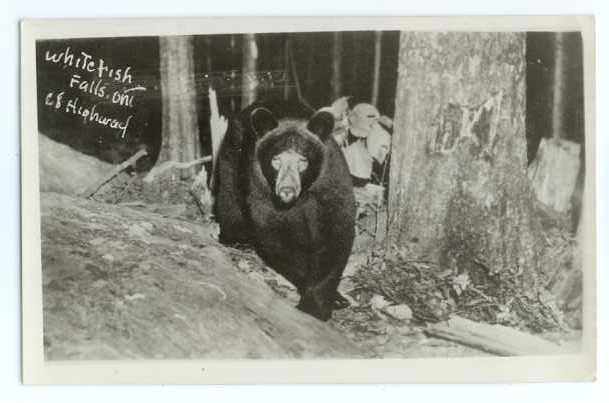 RP A BEAR AT WHITEFISH FALLS ONTARIO ON CANADA 1951