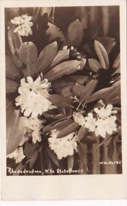 Rhododendron West Virginia State Flower Real Photo