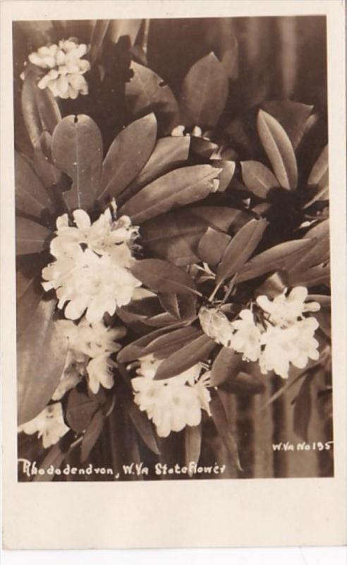 Rhododendron West Virginia State Flower Real Photo