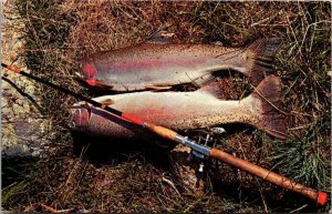 Fishing Day's Catch Steelhead Trout Caught In The Salmon River Idaho