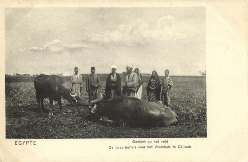 egypt CALIOUB Two Buffaloes for the Orphanage 1910s Mission