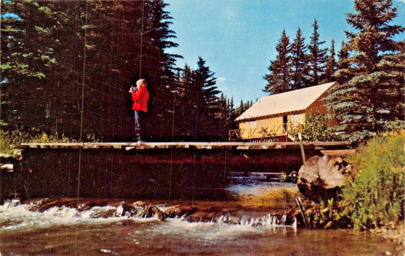 RED RIVER NEW MEXICO~MODERN CABIN IN VALLEY OF THE PINES POSTCARD