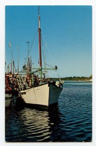 Postcard The City of Tarpon Springs Florida Sponge Fishing Standard View Card
