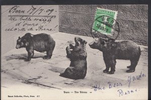 Animals Postcard - Bears in Zoo - Bern - Die Baren  RS2385