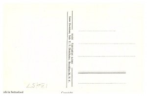 cat dressed , watering flowers  , Anthropomorphic