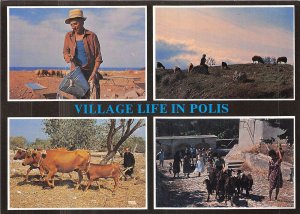 Lot 1 Cyprus polis village life cattle ship goat folklore types