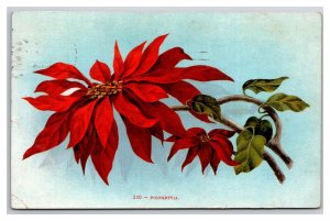 Poinsettia Flower Blossoms DB Postcard Z6