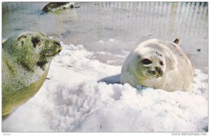 Adult Harp Seals in winter, Prince Edward Island, Canada,  PU_1970