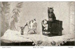 \Hide and Seek\ Nice antique English cat postcard