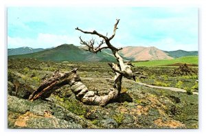 Craters Of The Moon National Monument Idaho Postcard Triple Twist Tree