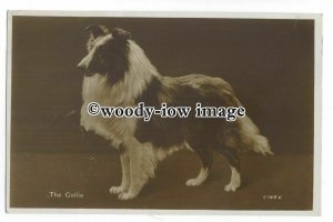 an0900 -  The Collie A Collie in Competition Pose - postcard