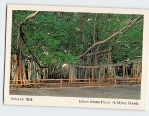 Postcard Banyan Tree, Edison Winter Home, Fort Myers, Florida