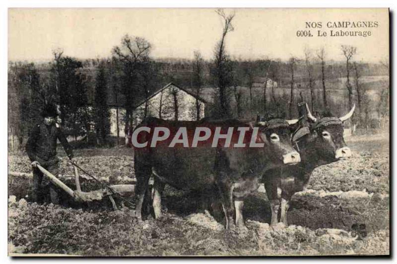 Old Postcard Folklore Oxen Plowing