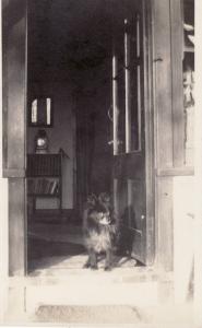 X38. Vintage Postcard.Pet dog in doorway.