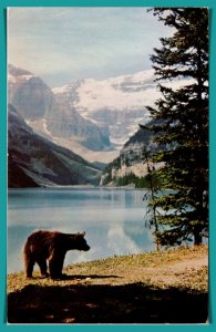 Canada, Banff - Black Bear At Lake Louise - [FG-435]