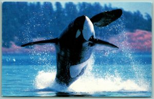 Greenpeace Advertising Killer Whale Orca Unused UNP Chrome Postcard G7