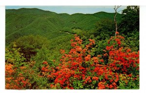 Great Smoky Mountains Nat'l Park. Azaleas at Mile High Overlook