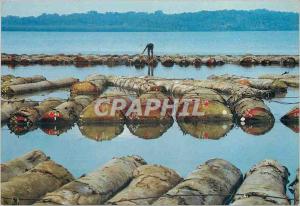  Modern Postcard Images of Gabon Activite on a Park has Bois A 192 G