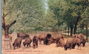 Vintage Postcard 1910's Lincoln Park Herd Buffalo Zoological Place Chicago ILL