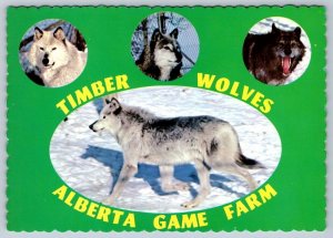 Timber Wolves, Alberta Game Farm, Edmonton Alberta Canada, Chrome Postcard, NOS